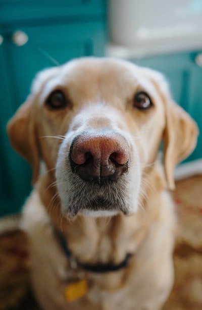 近距离摄影中的黄色拉布拉多猎犬小狗